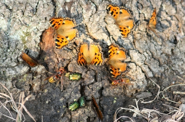 Assembramenti di farfalle